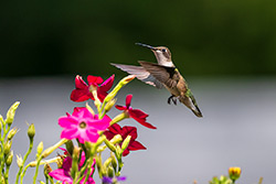 Photos Colibri